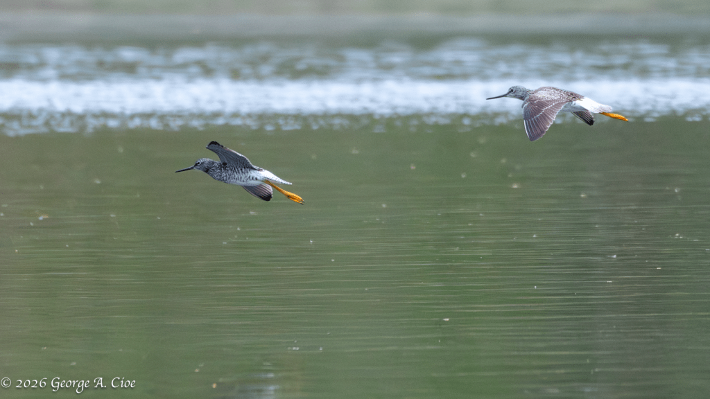 "Low-Level Marsh Patrol" Greater Yellowlegs