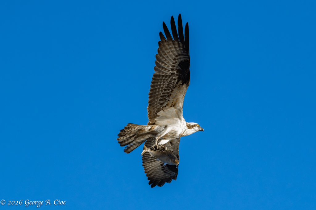 "Turning Into The Wind" Osprey