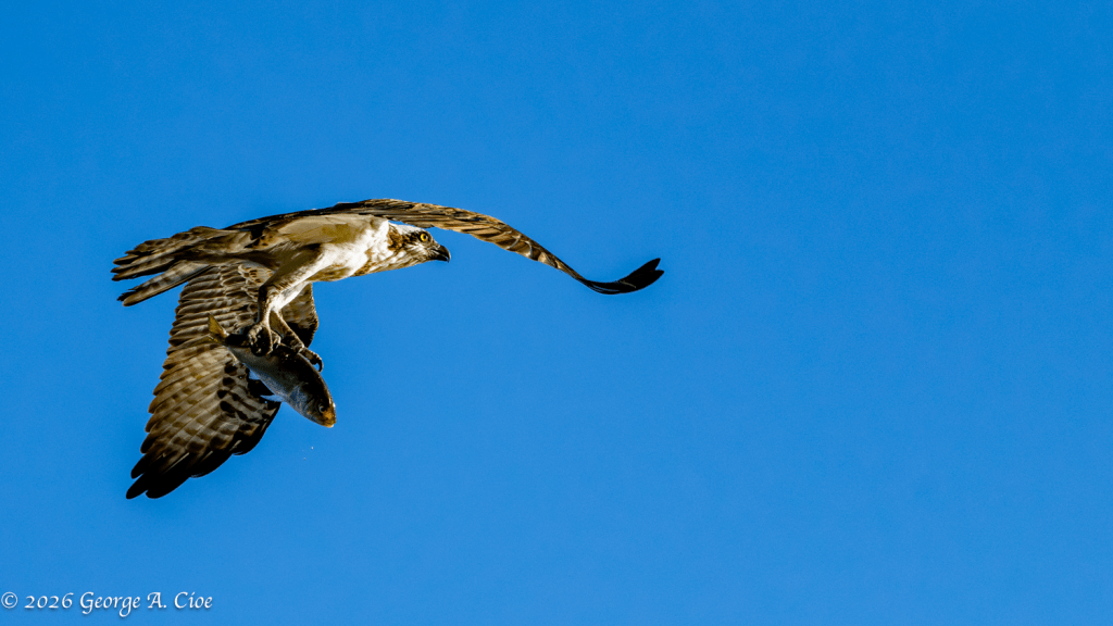 "Fish On Board" Osprey