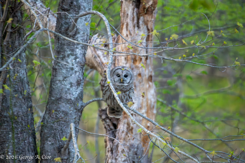 “The Face in the Trees” Barred Owl
