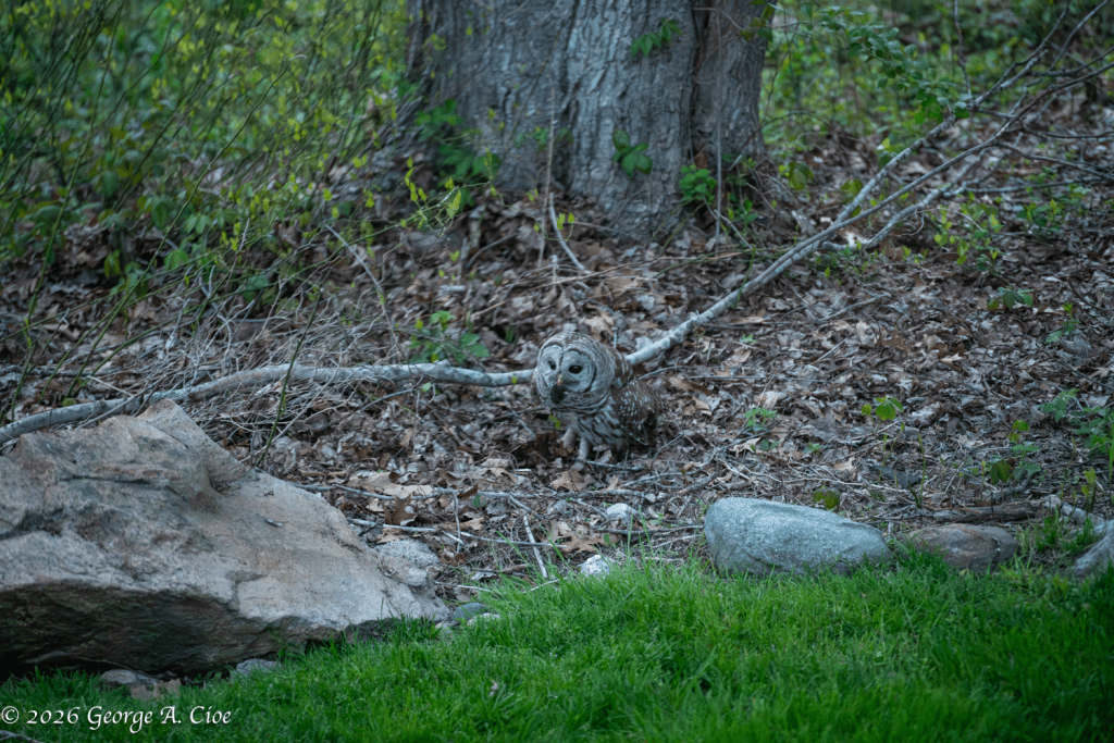 “The Last Bad Decision of a Vole” Barred Owl