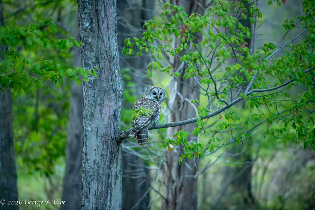 “Silent Hunter” Barred Owl