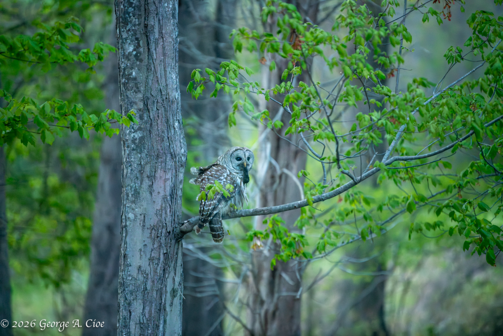 “Caught After Dark” Barred Owl
