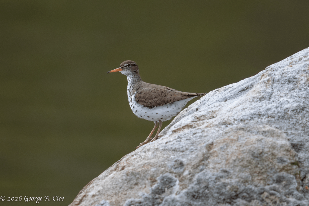 "Spots, Stones, and Samba Steps" Spotted Sandpiper