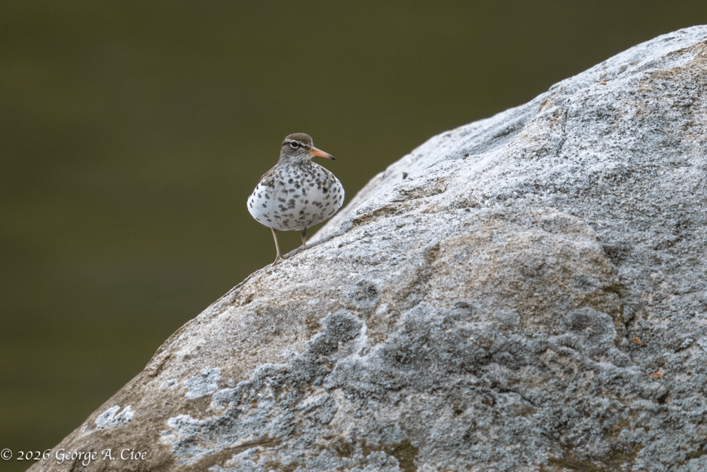"The Rotund River Dancer" Spotted Sandpiper