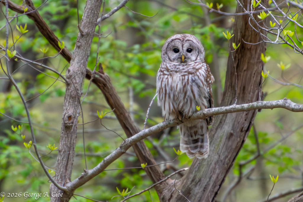 "Where Silence Perches" Barred Owl