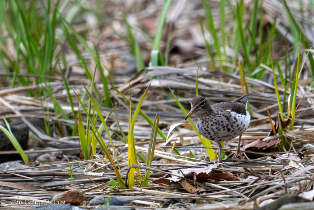 "The Teetering Troubadour" Spotted Sandpiper