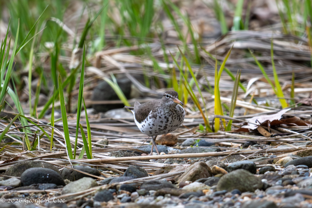 "Bobbing For Breakfast" Spotted Sandpiper