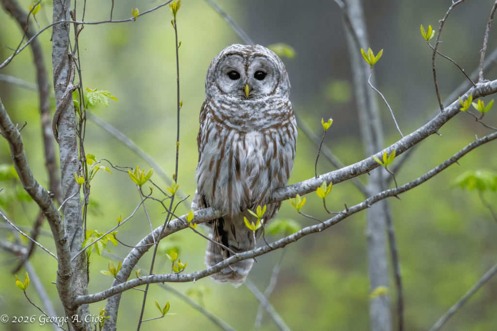 "Soft Light & Silent Wings" Barred Owl