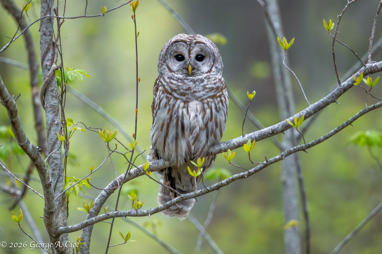He’s Back Perched Between Raindrops and Wonder