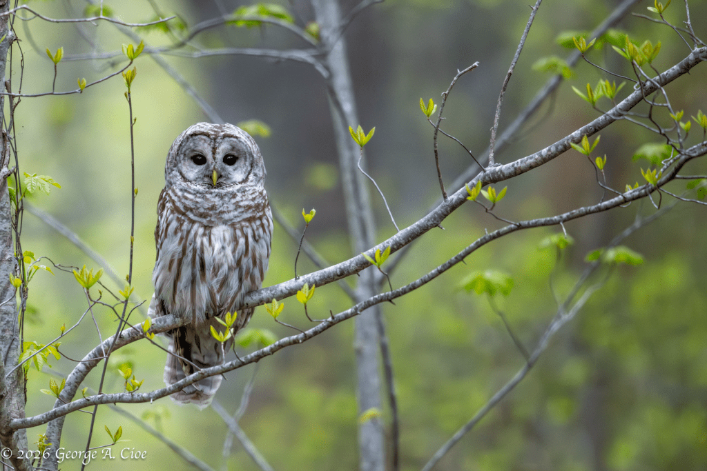 "The Watcher In Spring Green" Barred Owl