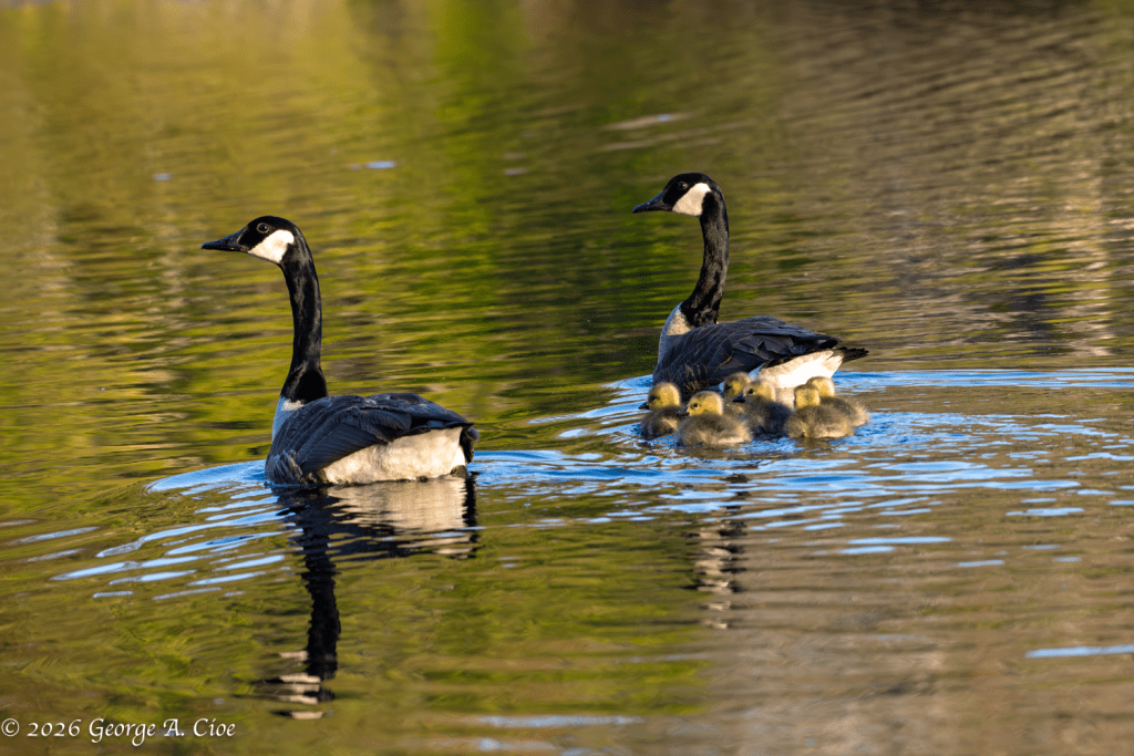 "Escort Duty" Canada Geese with goslings