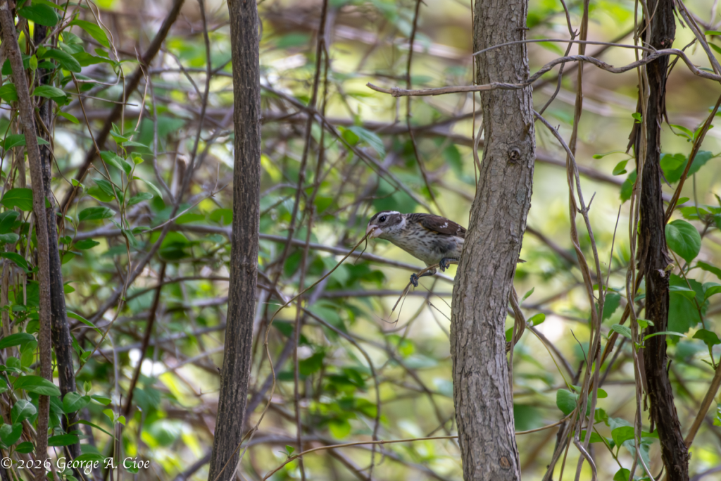 "One Twig at a Time" Female Rose-breasted Grosbeak