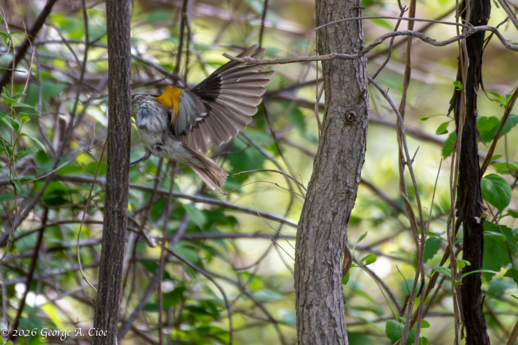 "The Golden Underside" Female Rose-breasted Grosbeak