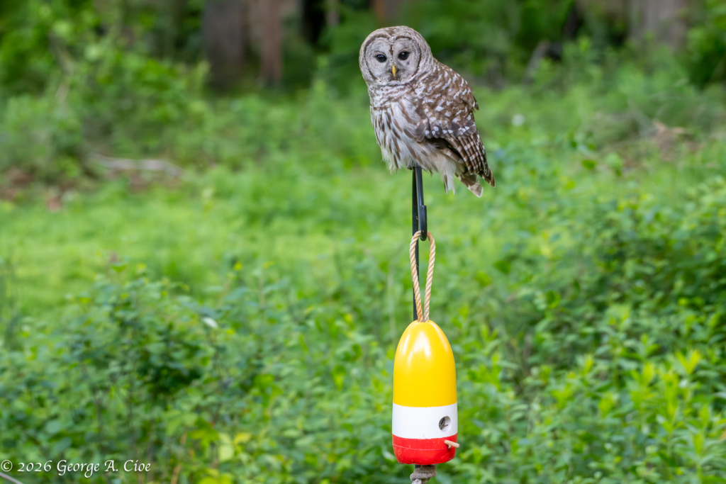 "I Believe This Perch Belongs to Me Now" Barred Owl