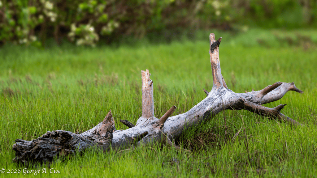 "Still Standing" The Beauty of What Remains