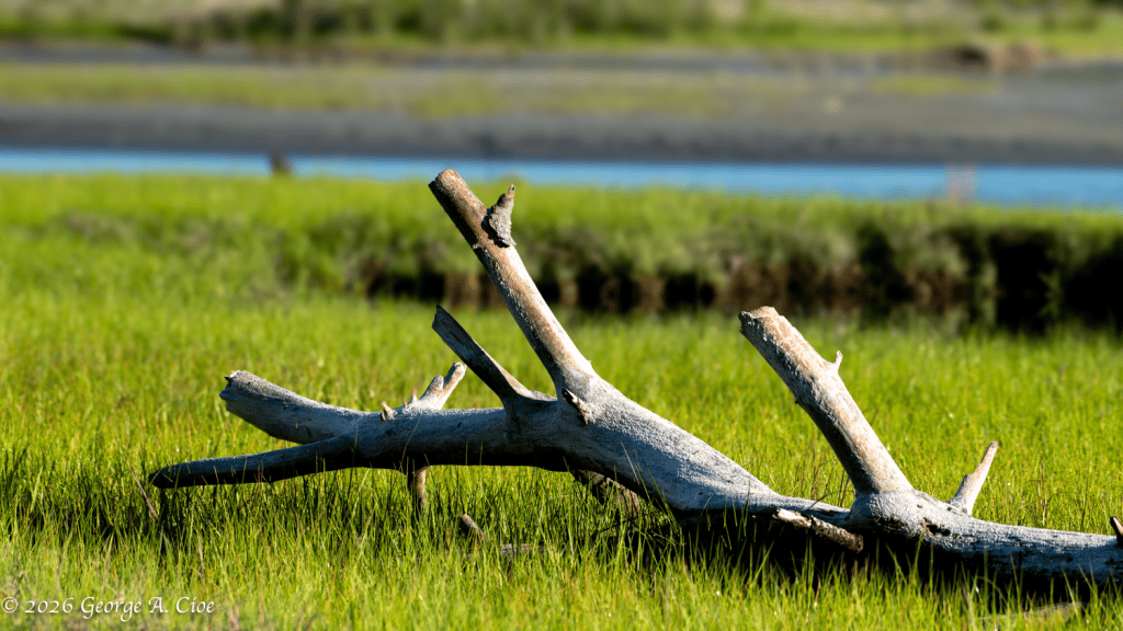 "Weathered Grace" Driftwood