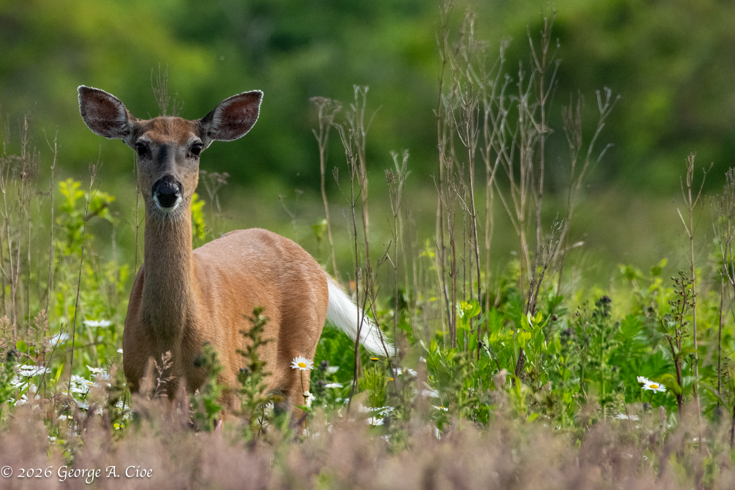 "That a Nikon?" White-tailed Doe