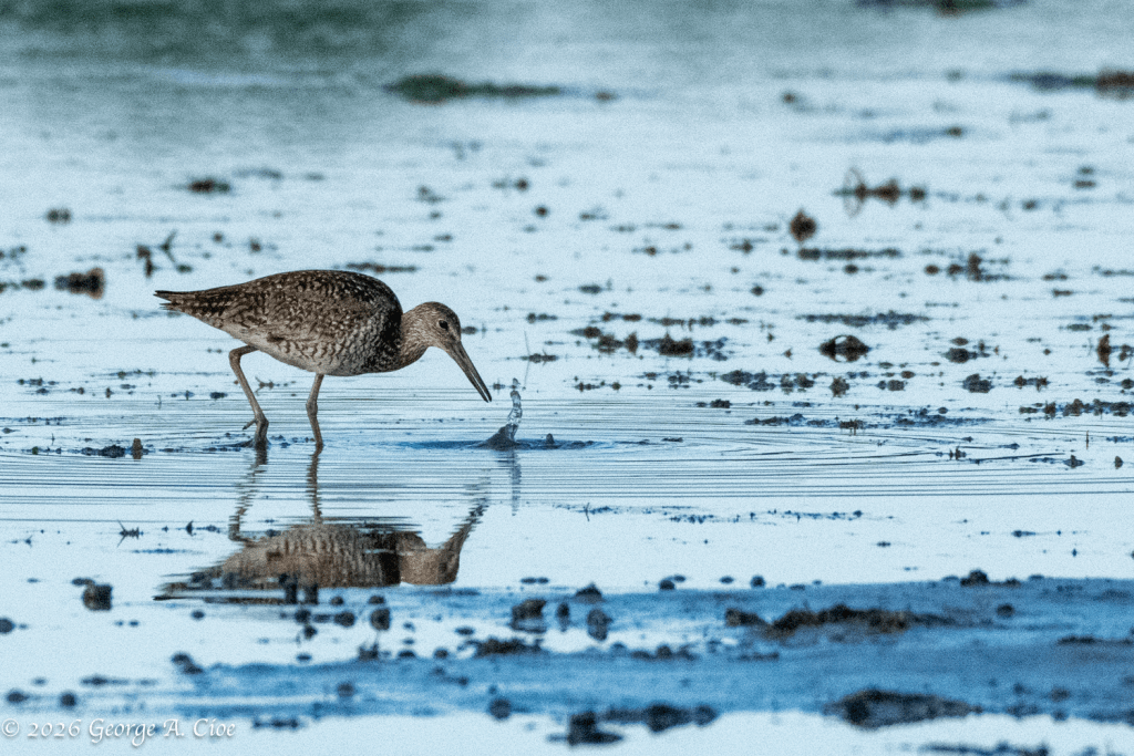 "Crab Cakes for Breakfast" Willet
