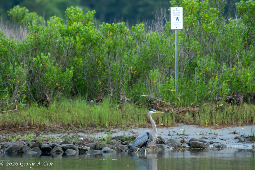 "Refuge Resident" Great Blue Heron