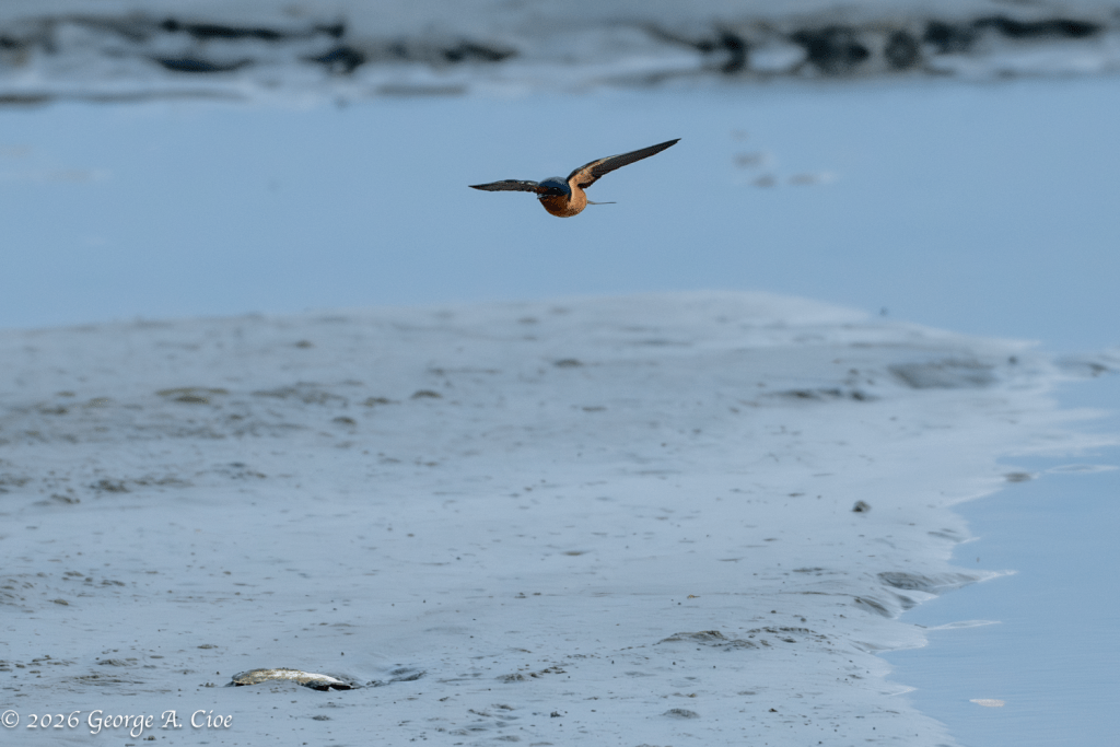 "The Buzz Job" Barn Swallow