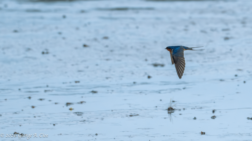 "Speed Limit? What Speed Limit?" Barn Swallow