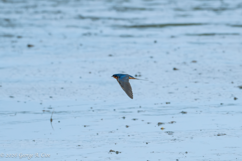 "Blue Lightning" Barn Swallow