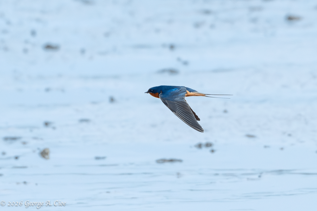 "Incoming!" Barn Swallow