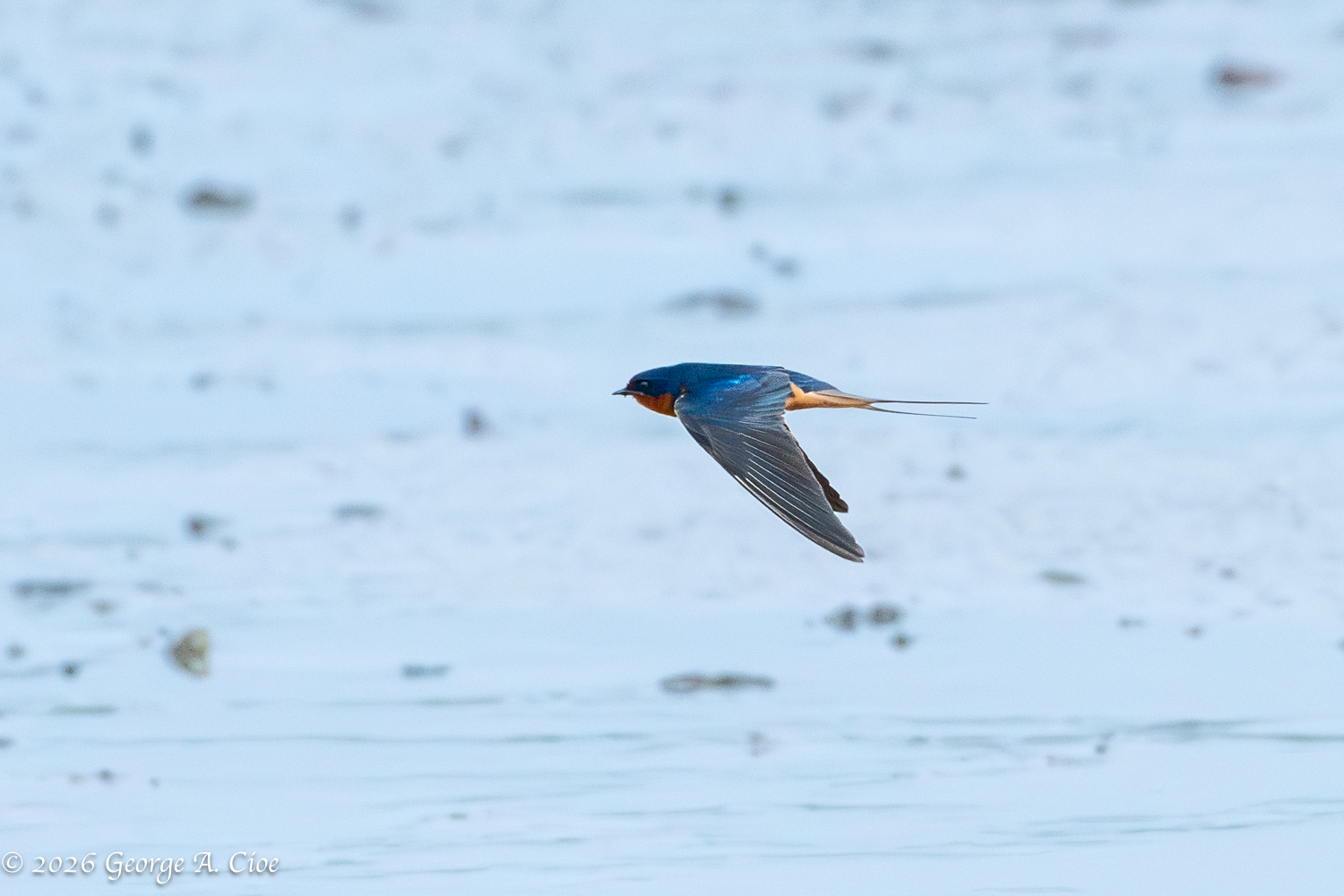 The Barn Swallow Air Force: A Photographer’s Challenge