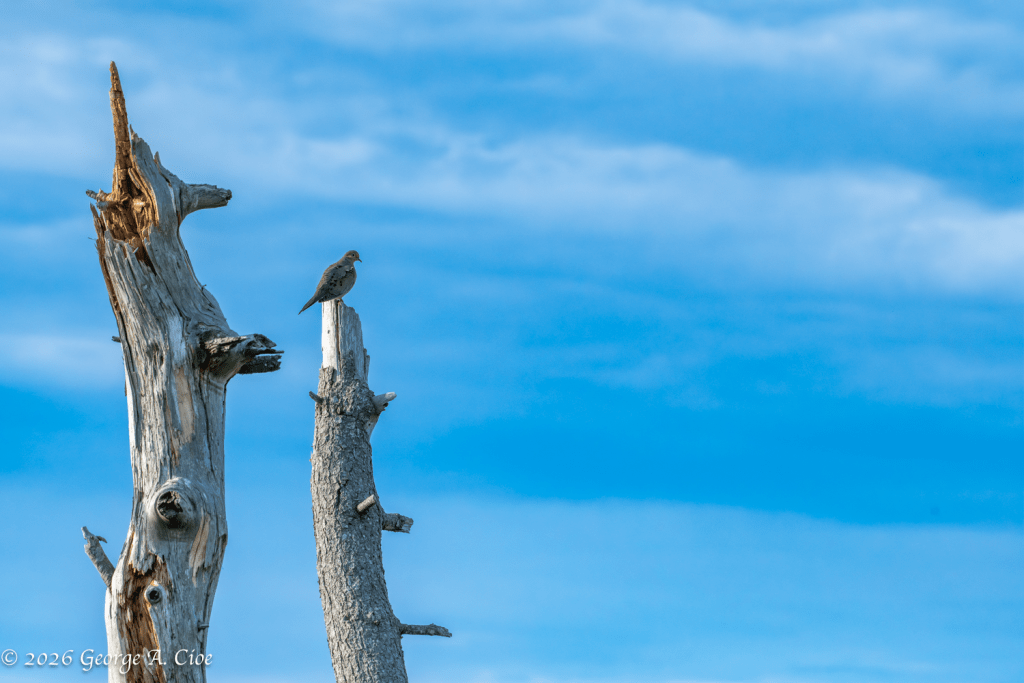 "Still Waiting for Charlie" Mourning Dove