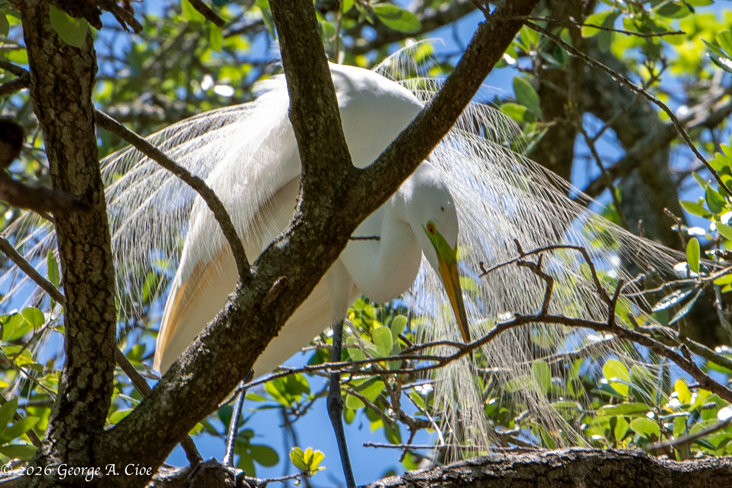 The Great Egret Penthouse Suite: A Unique Experience
