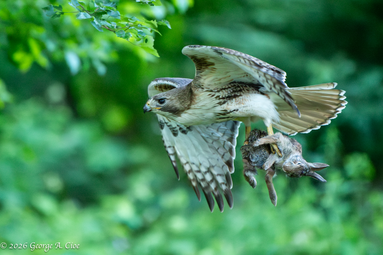 The Lesson on the Lawn with a Red-tailed Hawk