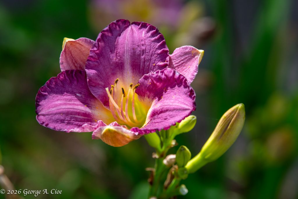 "Tomorrow Waiting Patiently" Daylily