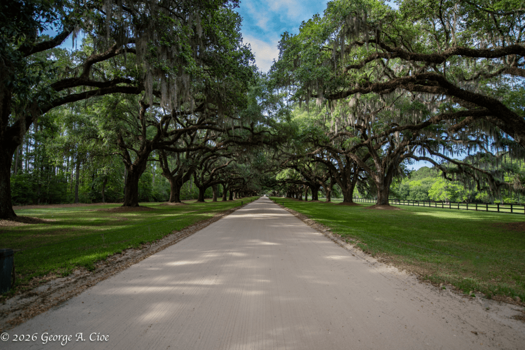 "The Cathedral of Tomorrow" Oak Trees Along Boone Plantation Entrance