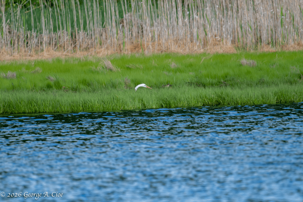 "The Marsh Has Eyes" Great Egret