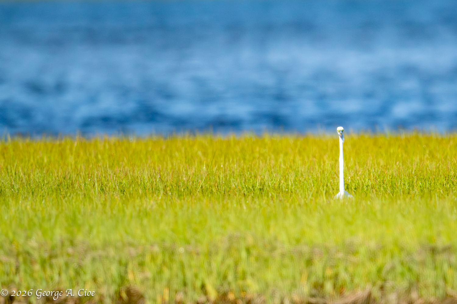 The Art of Disappearing: Observing the Great Egret