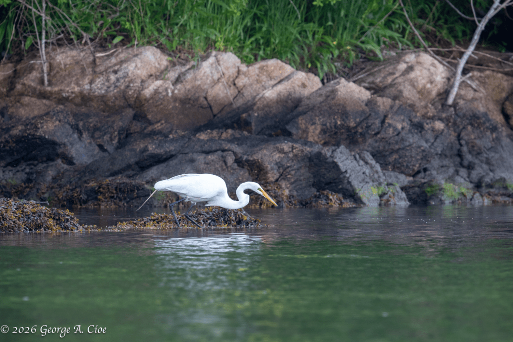 "Locked On Sushi" Great Egret
