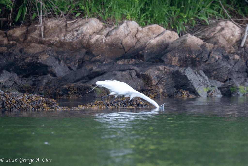 "Strike Zone" Great Egret