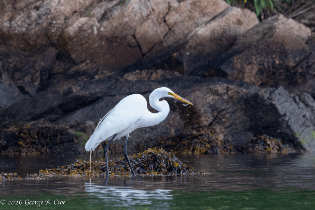 "Breakfast Secured" Great Egret