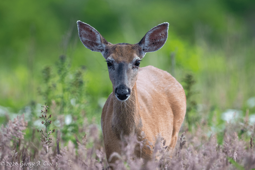 "The Suspect Returns to the Scene" White-tailed Deer
