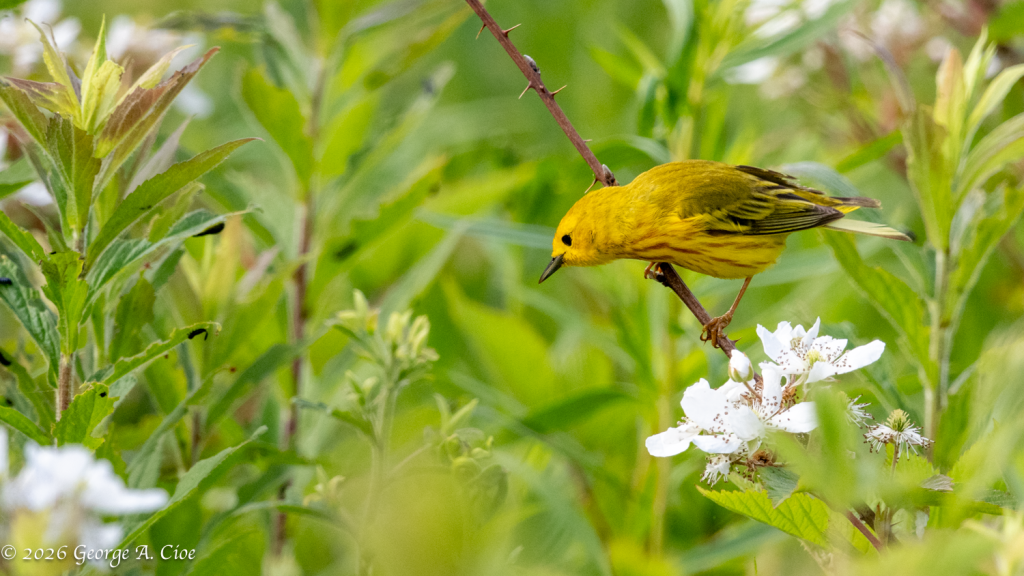 "The Acrobat of Spring" Yellow Warbler