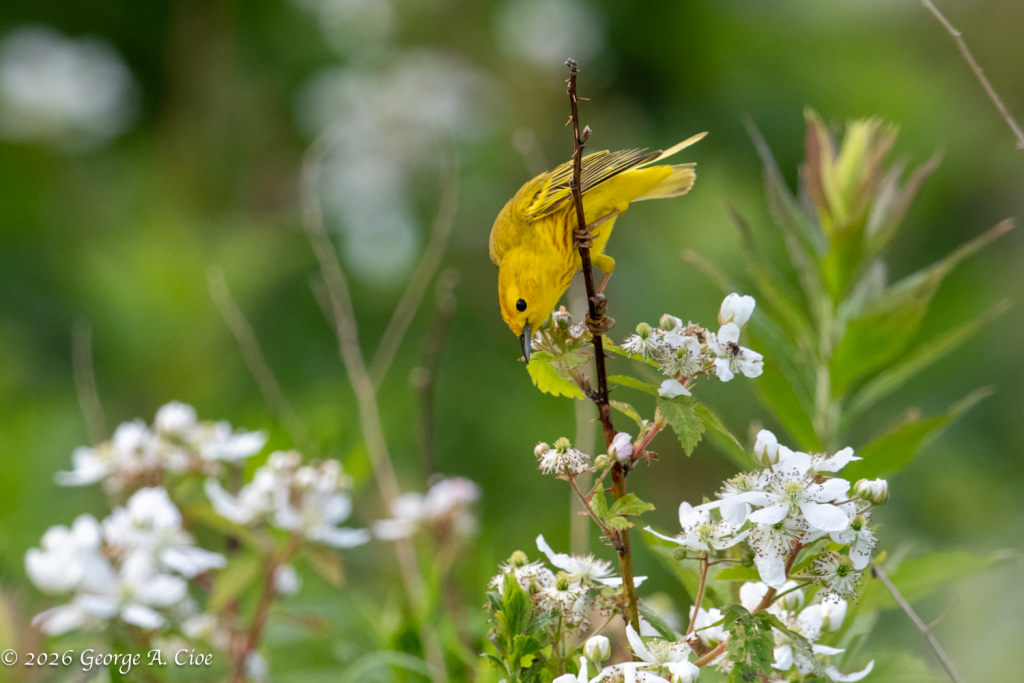 "Sweet-Sweet-Sweet, I'm So Sweet" Yellow Warbler