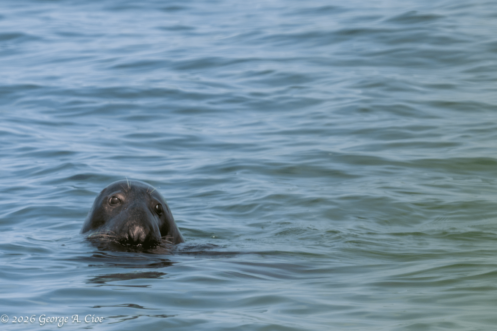 "Cruising With Carry-Out" Grey Seal