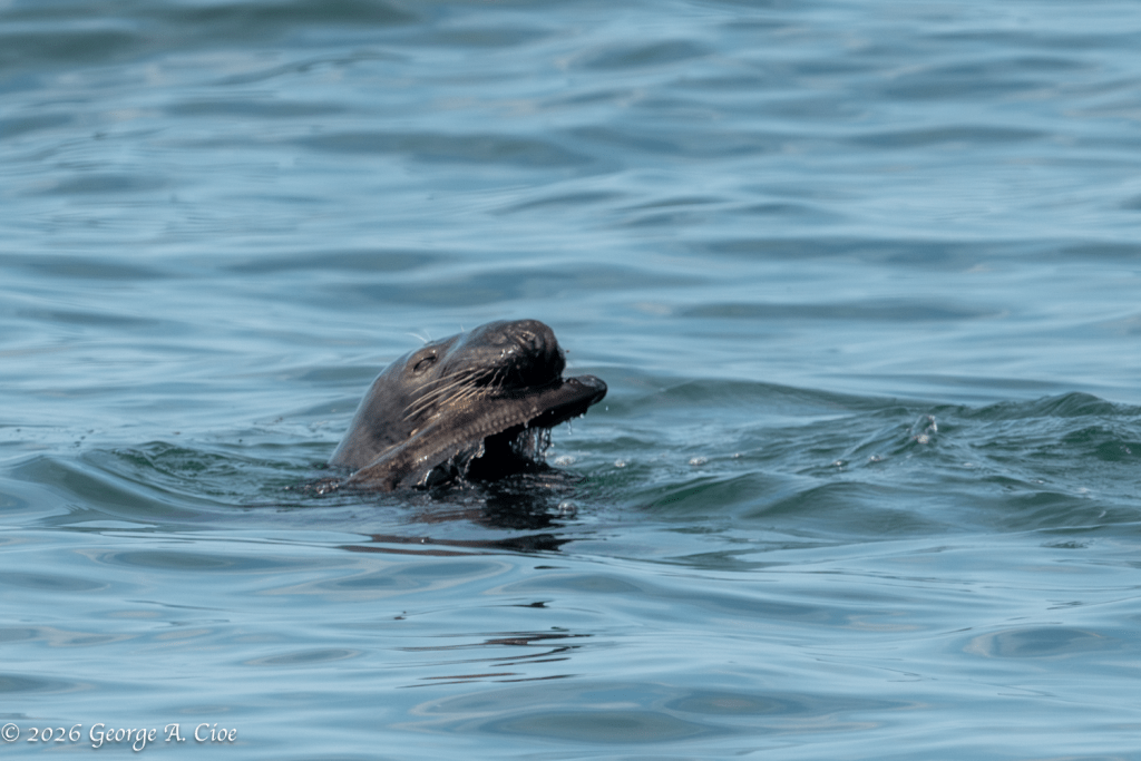 "The Curious Customer" Grey Seal