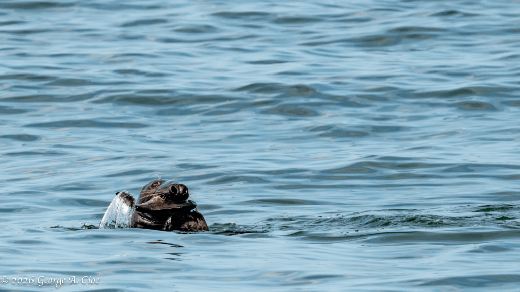 "Don't Make Me Laugh" Grey Seal