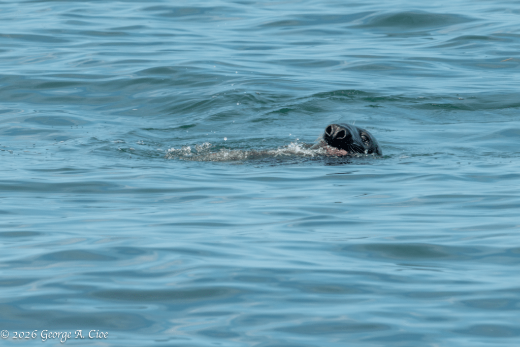 Gone Fishin' Grey Seal