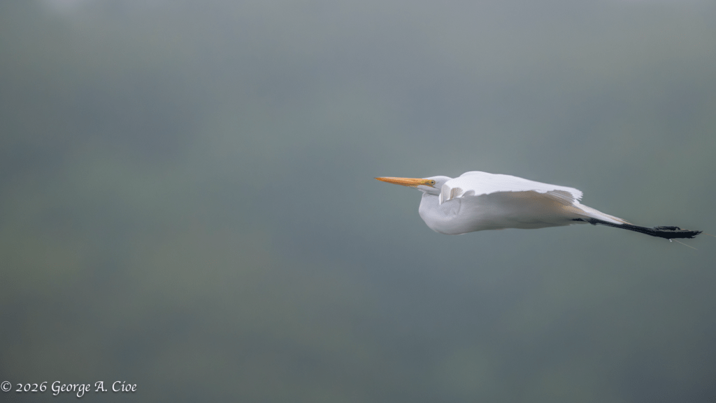 "Emerging From the Fog" Great Egret