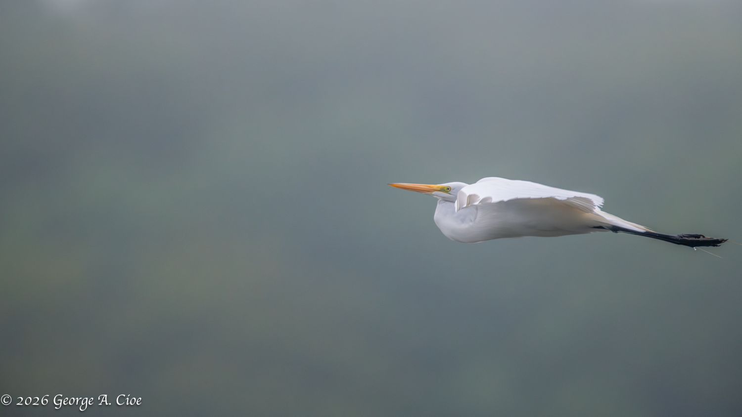 When the World Disappears: Nature’s Mysterious Moments