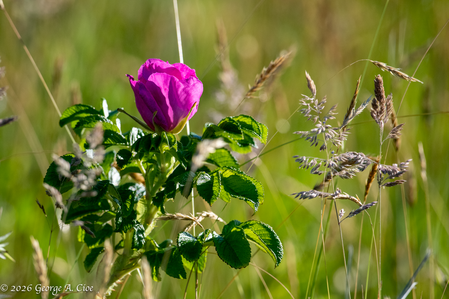 "Wild and Wonderful" Beach Rose