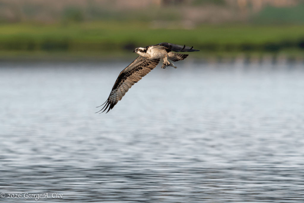"Take-By Service" Osprey with Fish